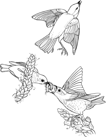 Eastern Blue Birds Coloring Page